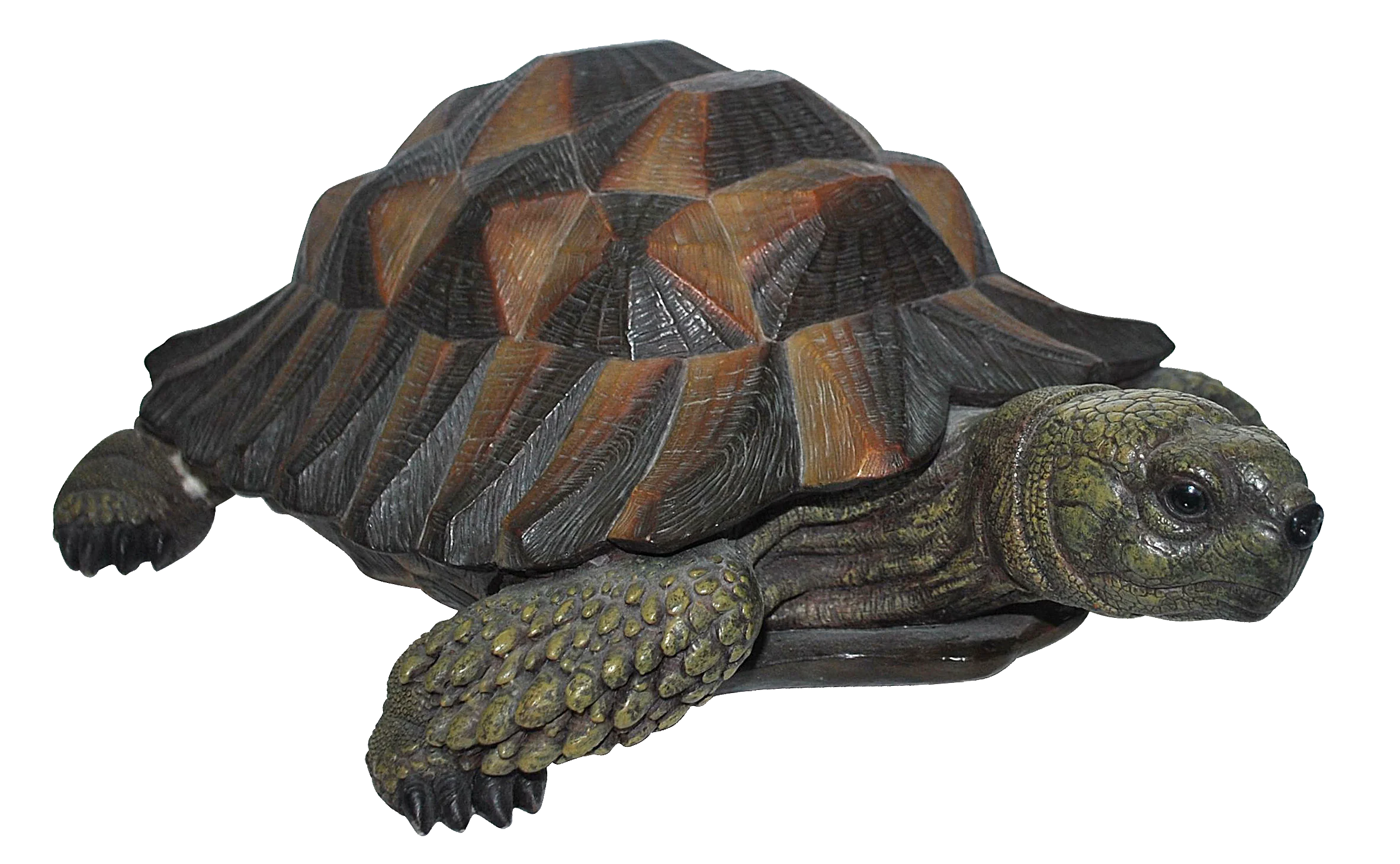 N Friends Tortoise F
