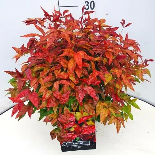 Nandina dom. Blush Pink  10 Ltr pot - Image 2