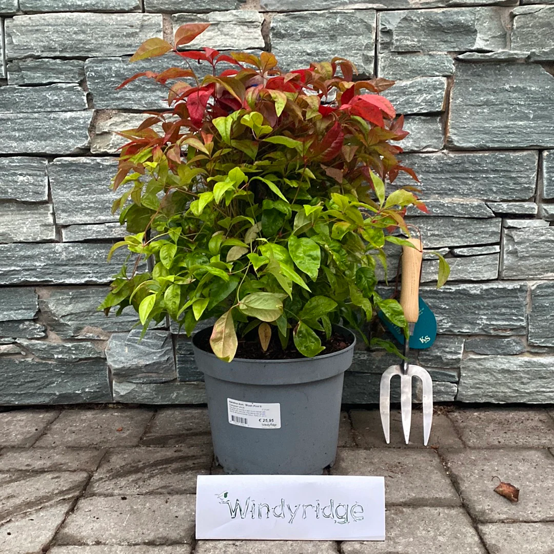 Nandina dom. Blush Pink / 5 Ltr pot - Image 2