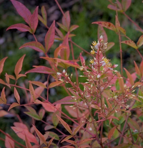 Nandina dom. Gulf Stream