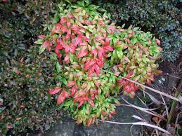 Nandina dom. Gulf Stream - Image 3