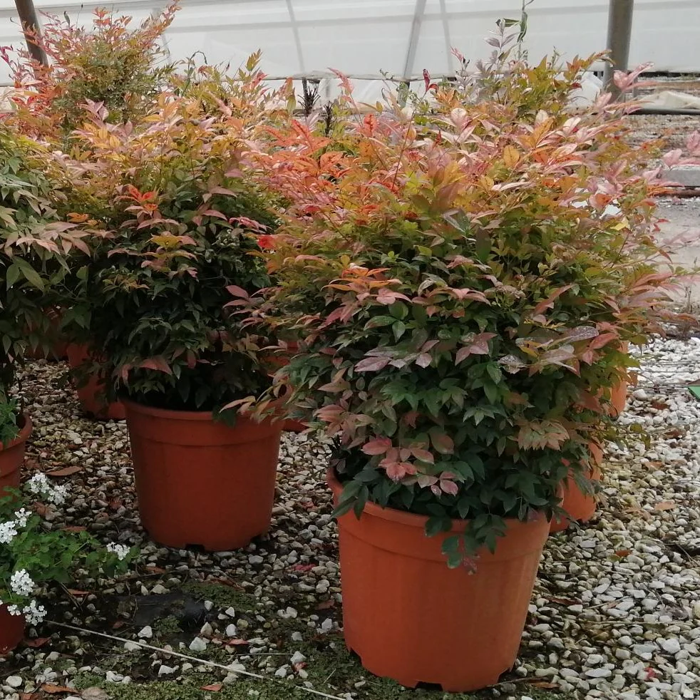 NANDINA DOM. GULF STREAM CLT 15 / 18 - Image 2