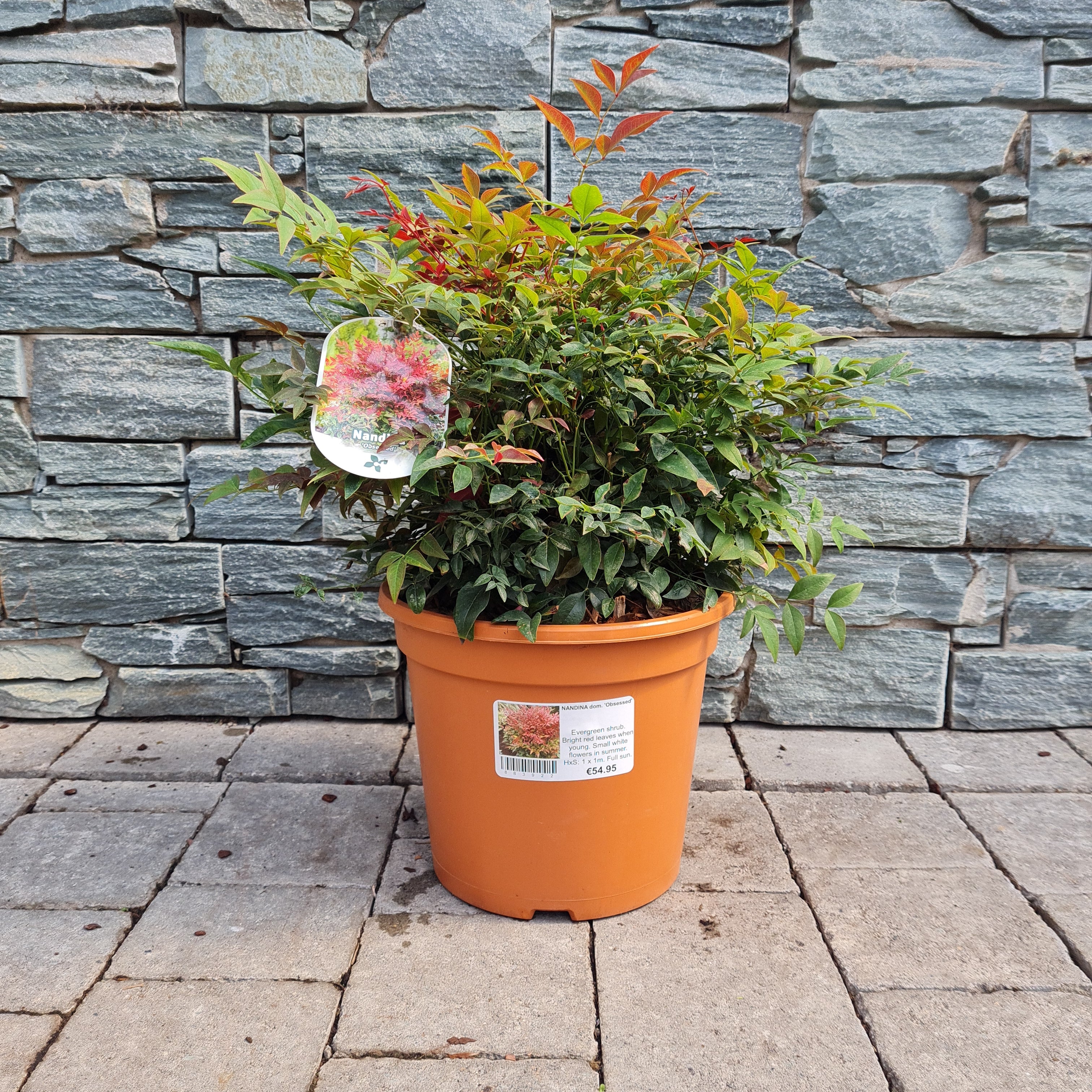 NANDINA dom. Obsessed - Image 3