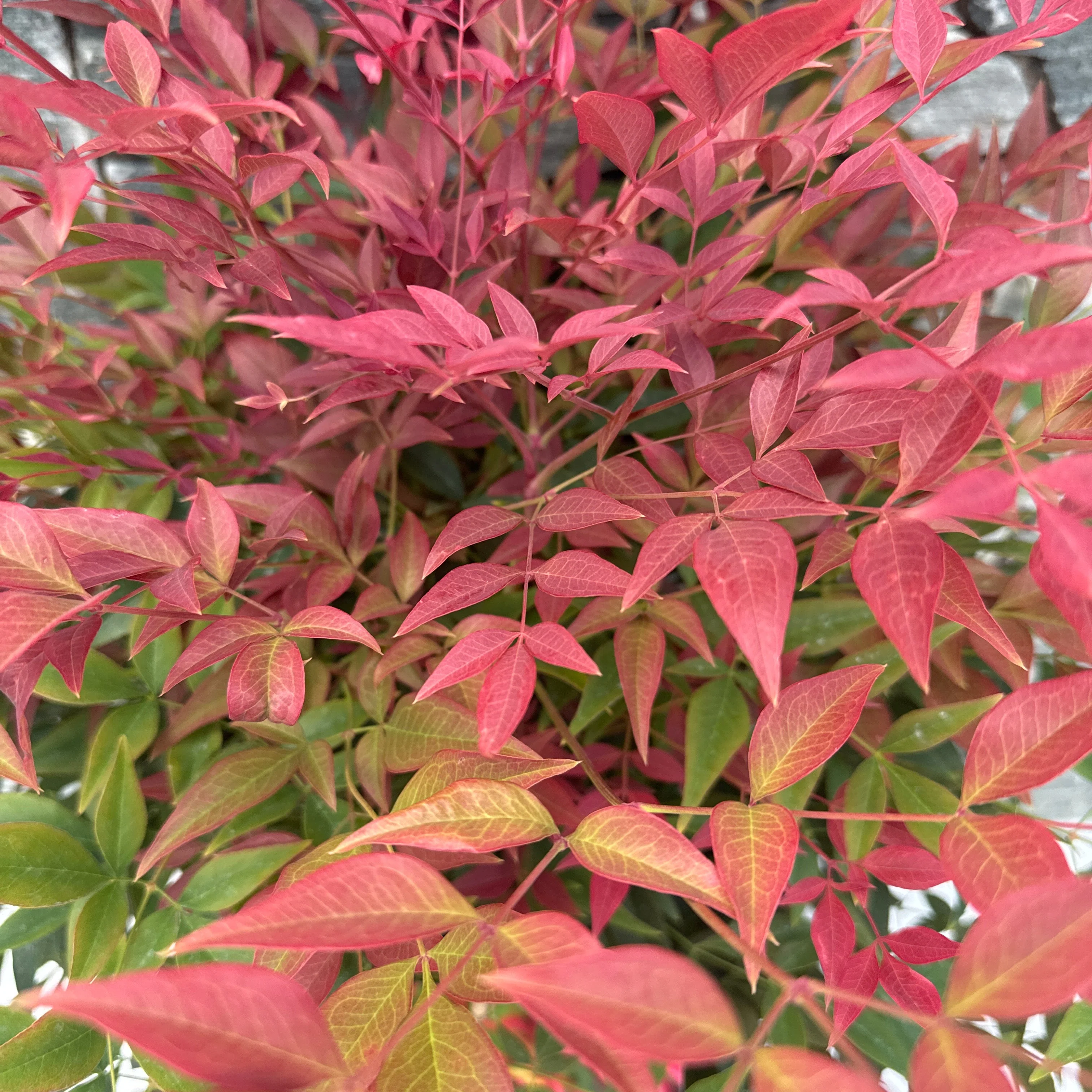 Nandina dom. Obsessed  40-50 CM C10 - Image 2