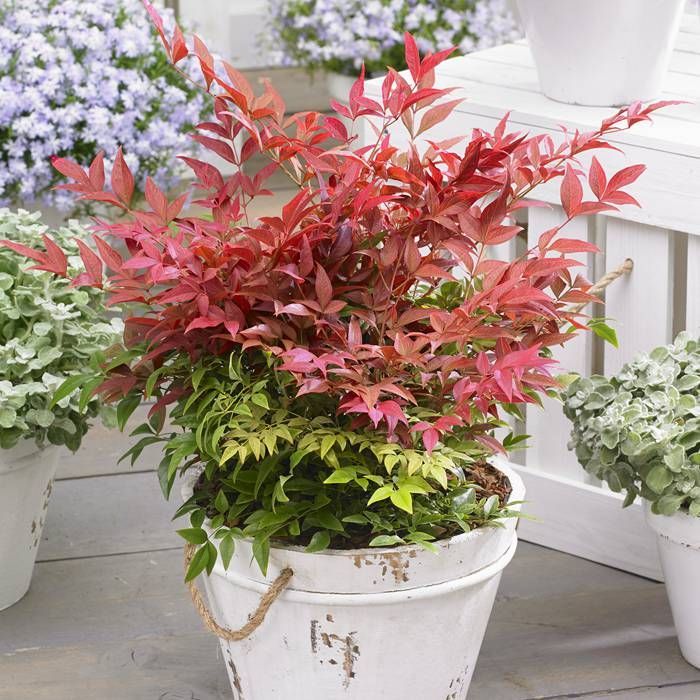 Nandina dom. Obsessed - Image 3