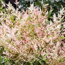 Nandina dom. Twilight