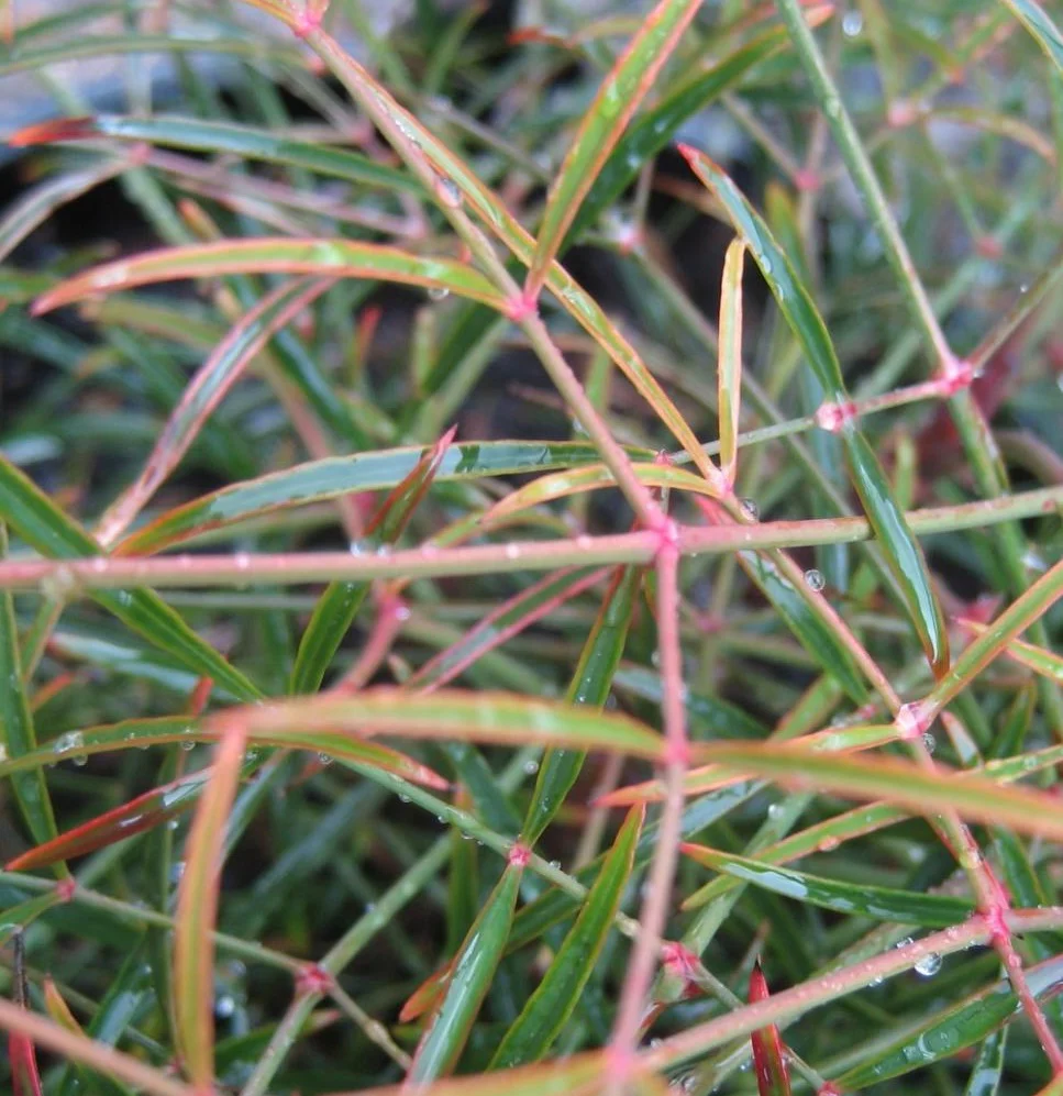Nandina domestica Filamentosa