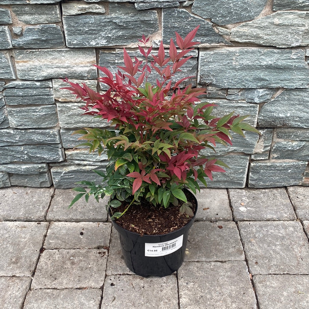 Nandina Obcession
