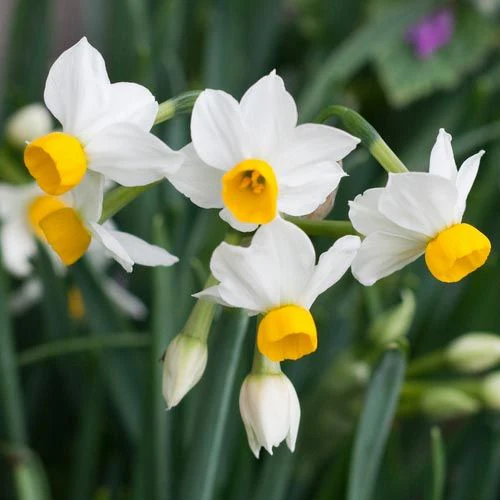 NARCISSI CANALICULATUS