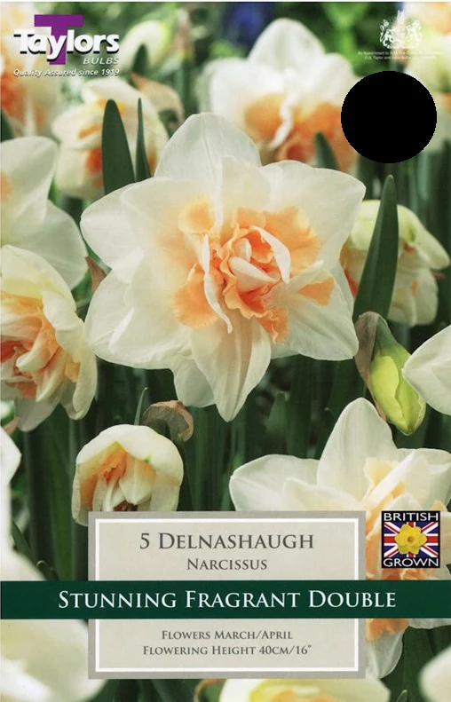NARCISSI DELNASHAUGH