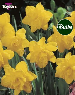 NARCISSI GOLDEN DUCAT CARRI-PACK