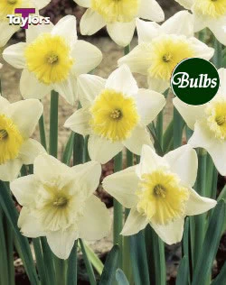 NARCISSI ICE FOLLIES