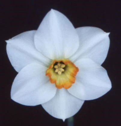 NARCISSI KIMMERIDGE SEL