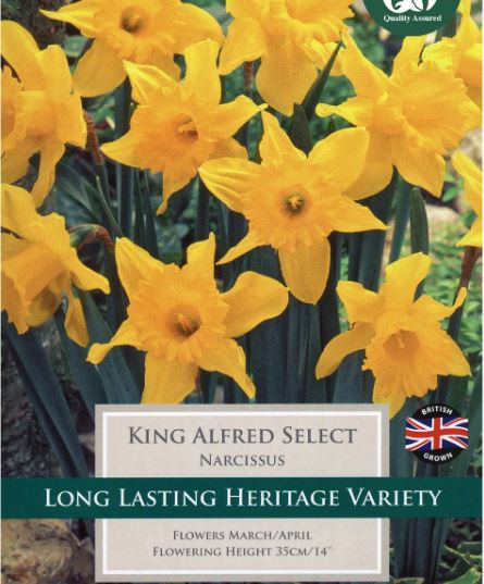 NARCISSI KING ALFRED SELECT