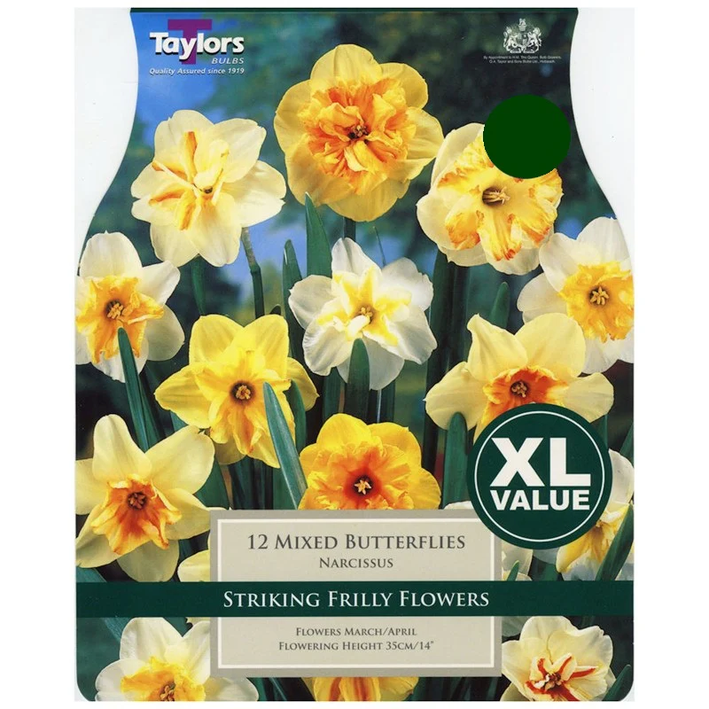 NARCISSI MIXED BUTTERFLIES XL