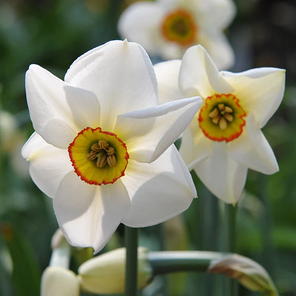 NARCISSI PHEASANT S EYE  loose 10 for 4.99