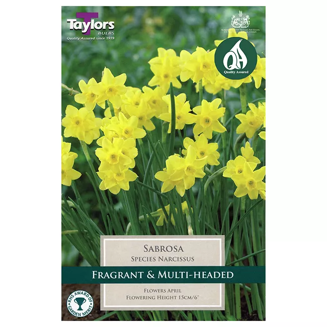 NARCISSI SABROSA