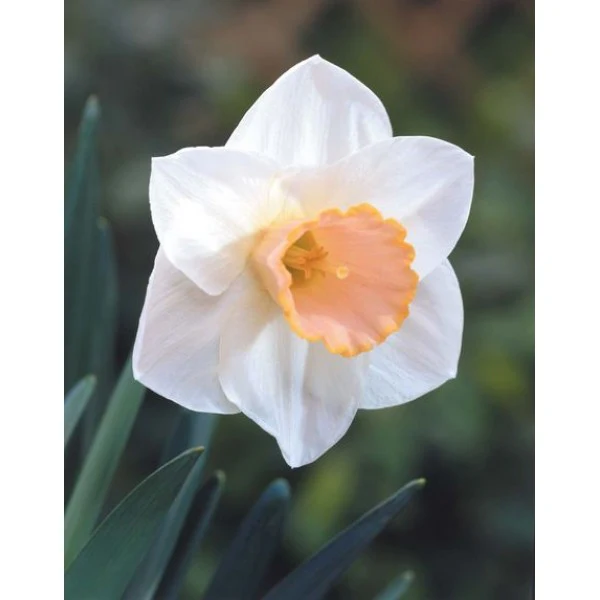 NARCISSI SALOME