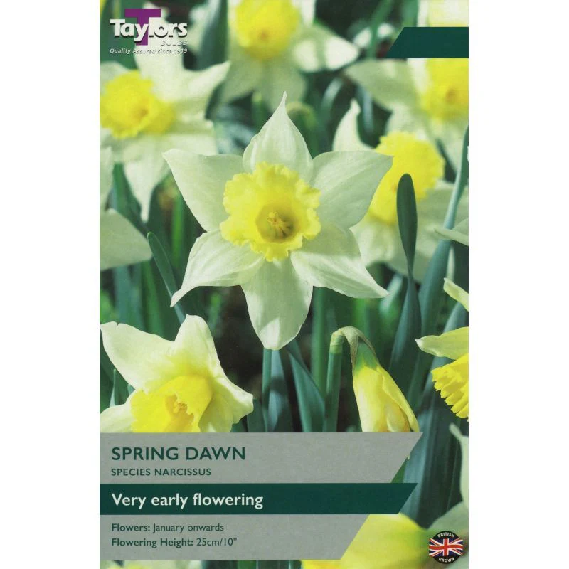 NARCISSI SPRING DAWN