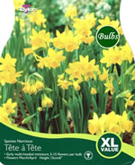 NARCISSI TETE A TETE