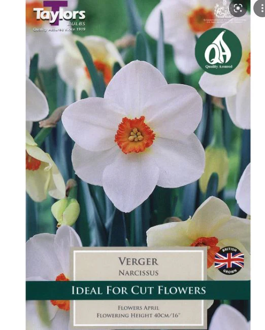 NARCISSI VERGER