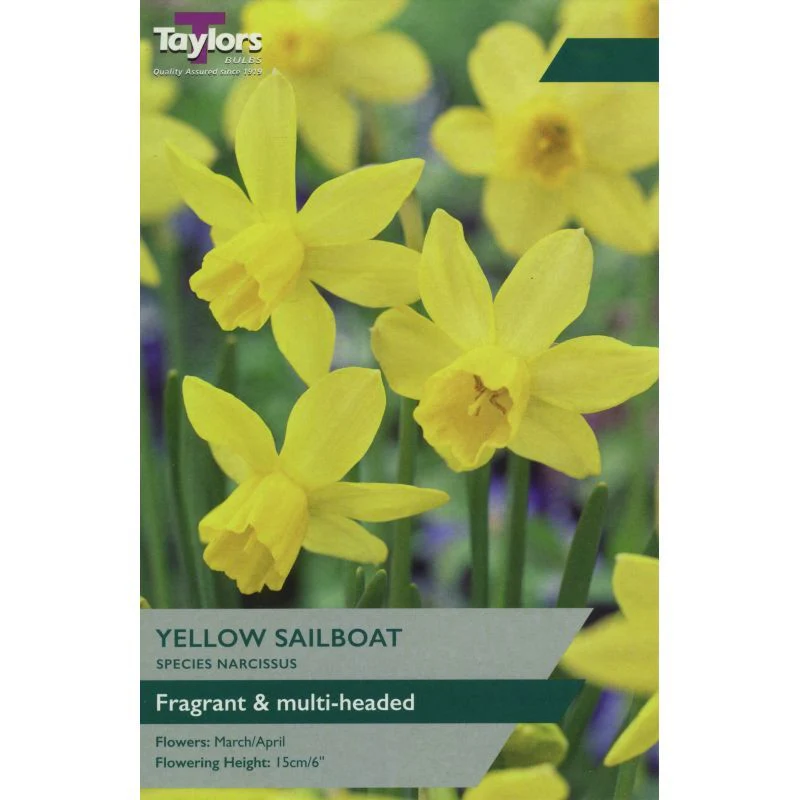 NARCISSI YELLOW SAILBOAT