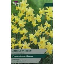 NARCISSUS ANGELS WHISPER 7 - Image 2