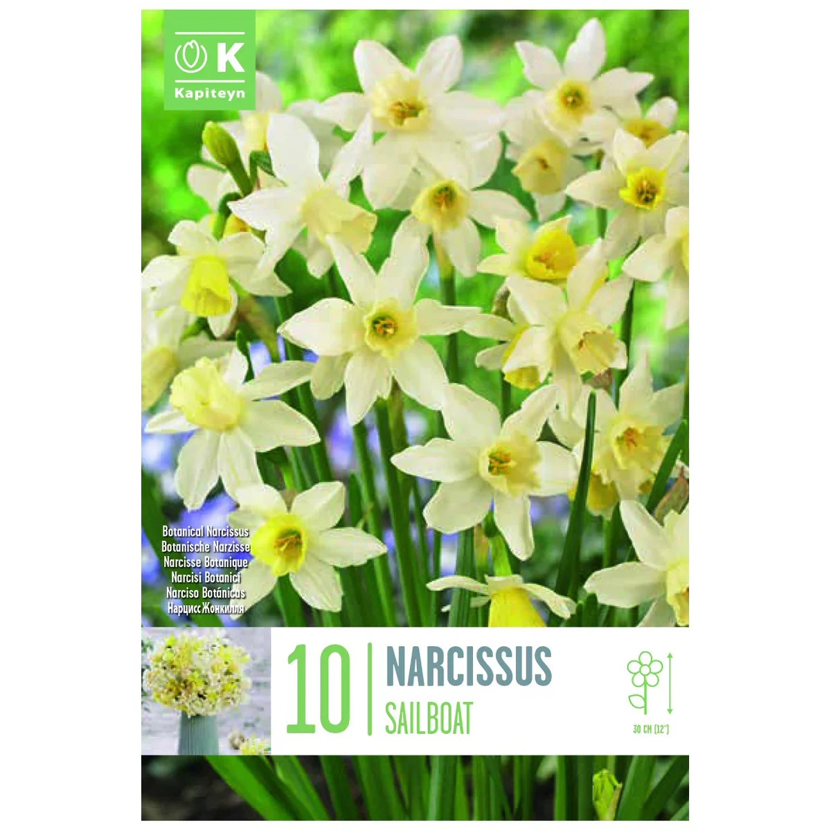 NARCISSUS BOTANICAL SAILBOAT