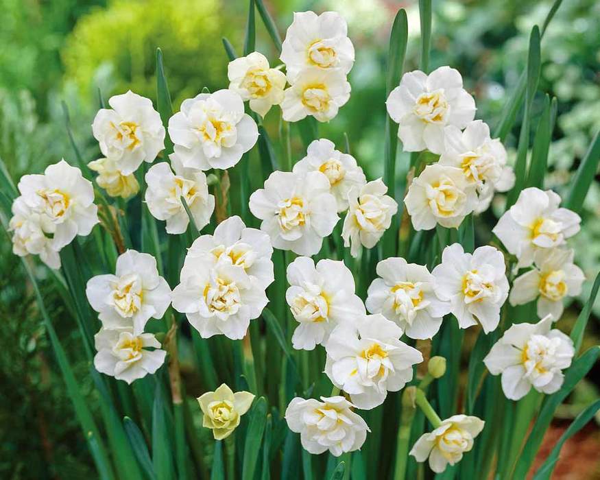 NARCISSUS CHEERFULNESS WHITE 6 - Image 2