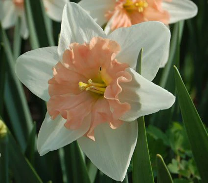 Narcissus Dear Love