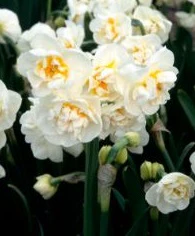 Narcissus DU Bridal Crown