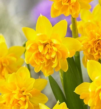 Narcissus DU Tete Boucle