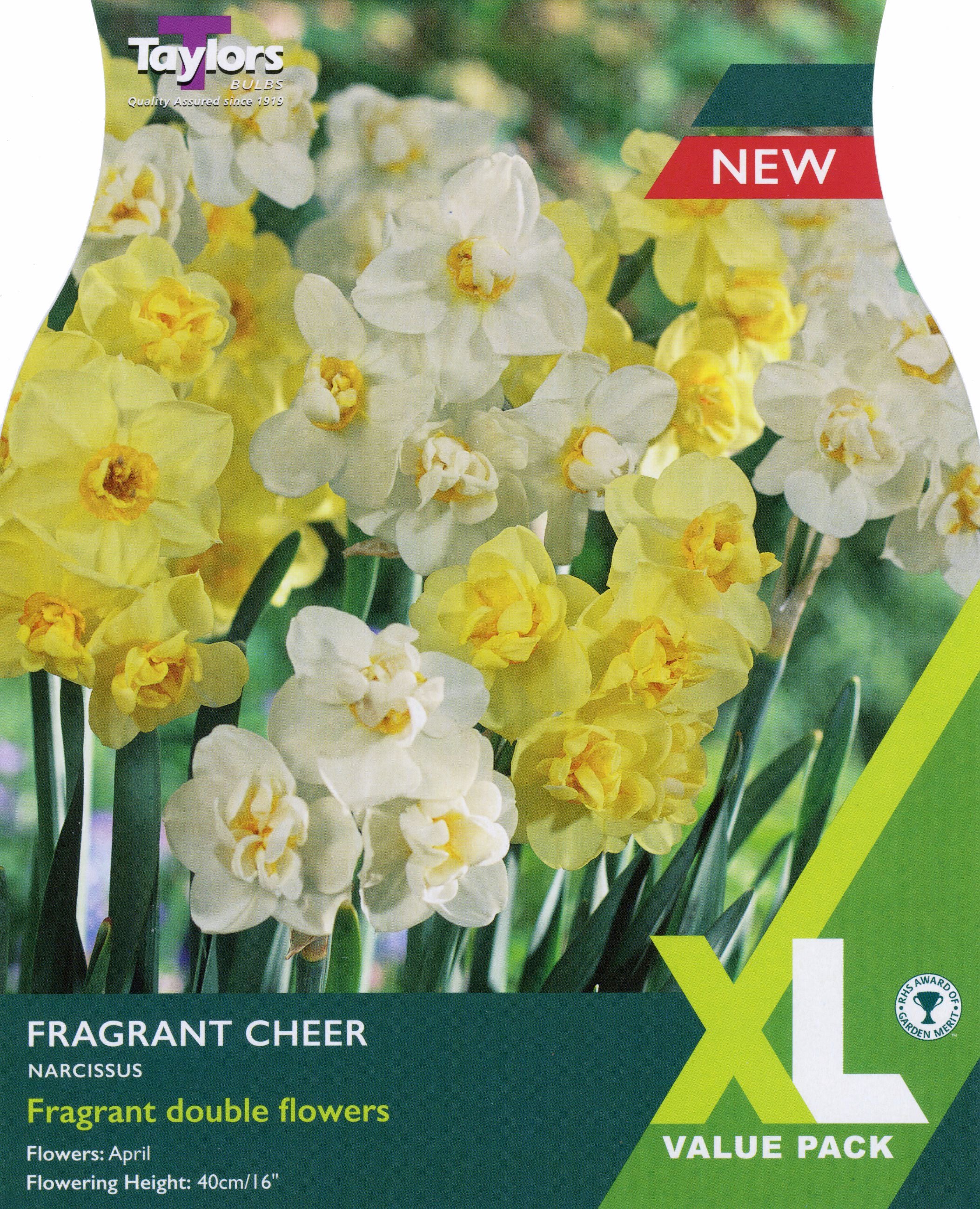 NARCISSUS FRAGRANT CHEER 15
