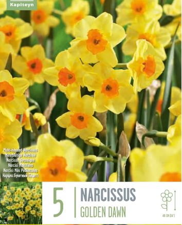 NARCISSUS GOLDEN DAWN