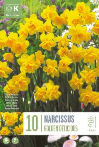 NARCISSUS GOLDEN DELICIOUS X 10