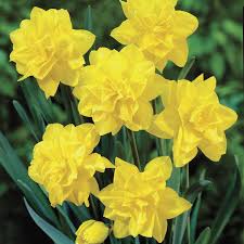 NARCISSUS GOLDEN DUCAT X 5 - Image 2