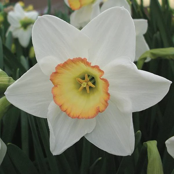 NARCISSUS HIGH SOCIETY 6