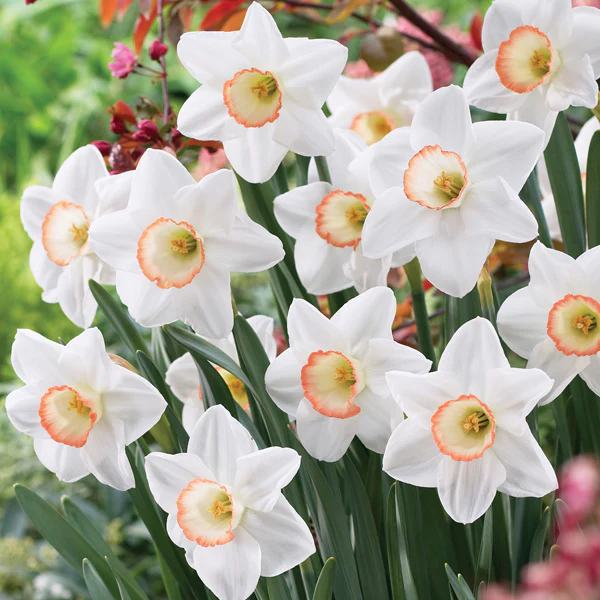 NARCISSUS HIGH SOCIETY 6 - Image 2