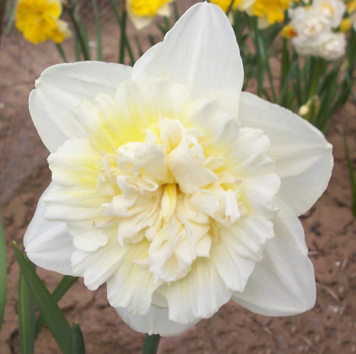 NARCISSUS ICE KING X 7
