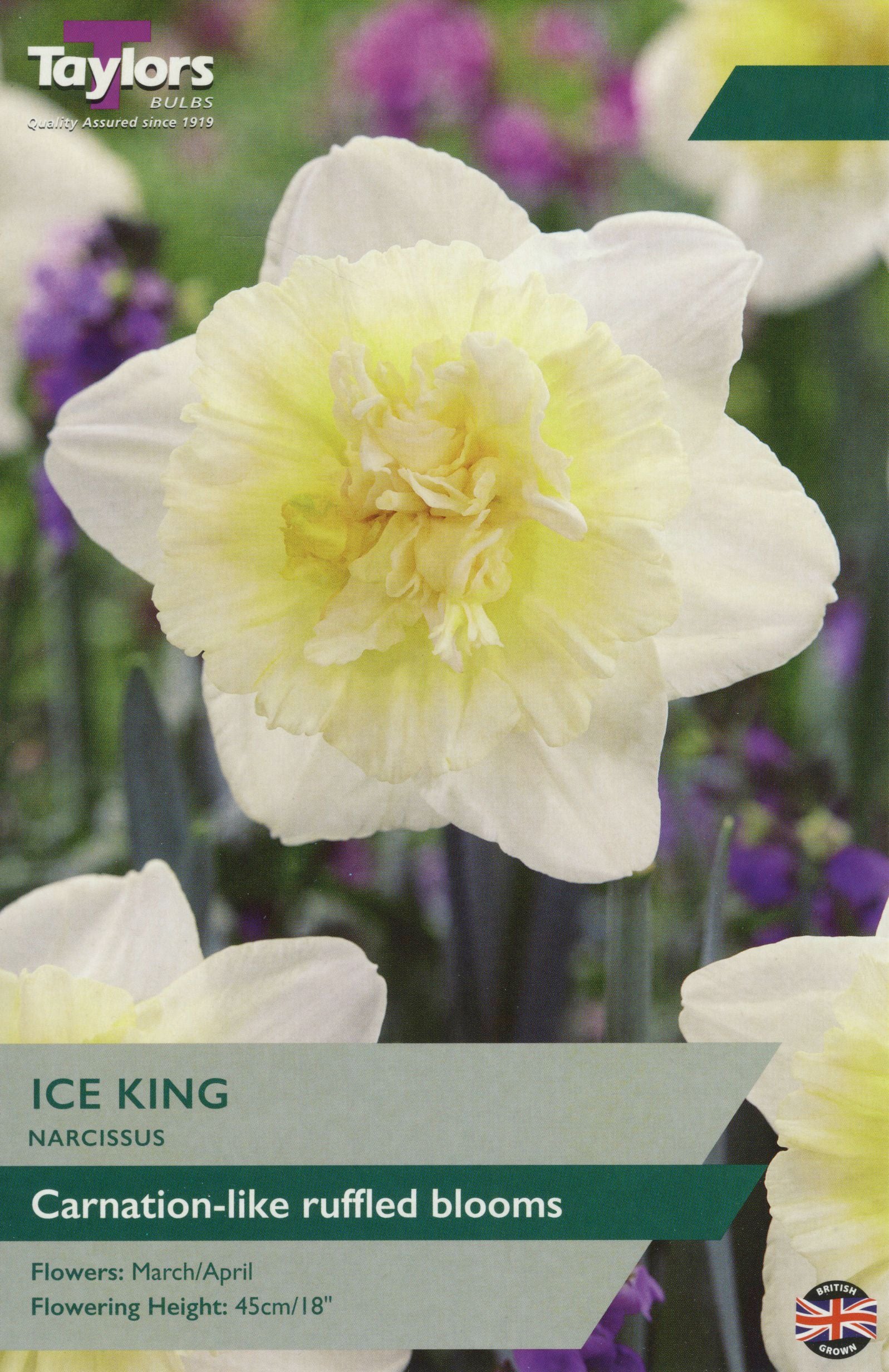 NARCISSUS ICE KING X 7 - Image 2