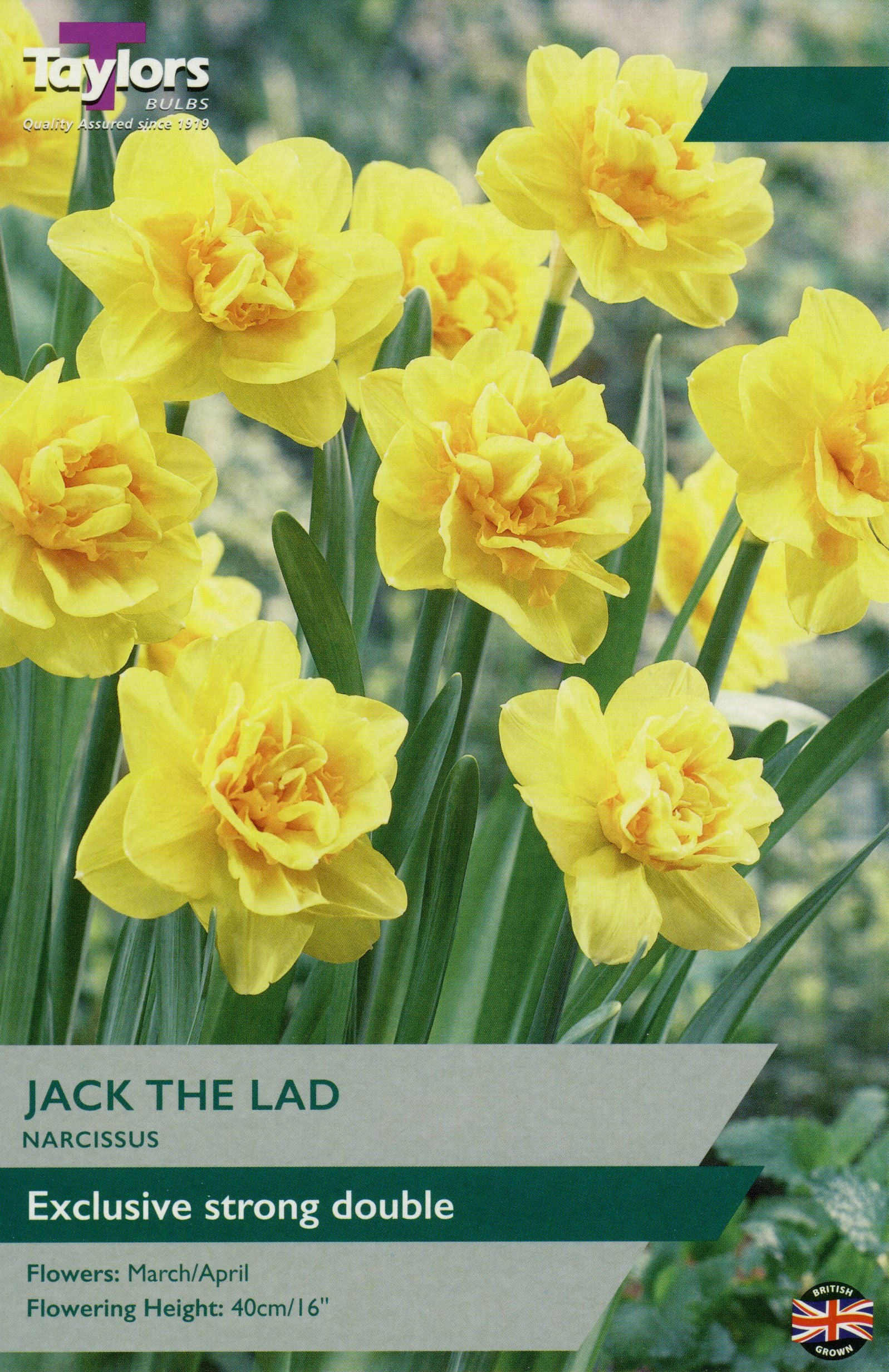 NARCISSUS JACK THE LAD 5
