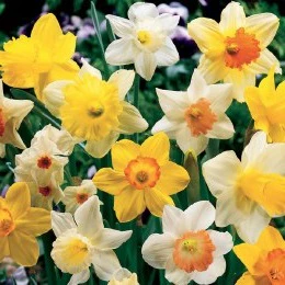 NARCISSUS MIXED COLOURS
