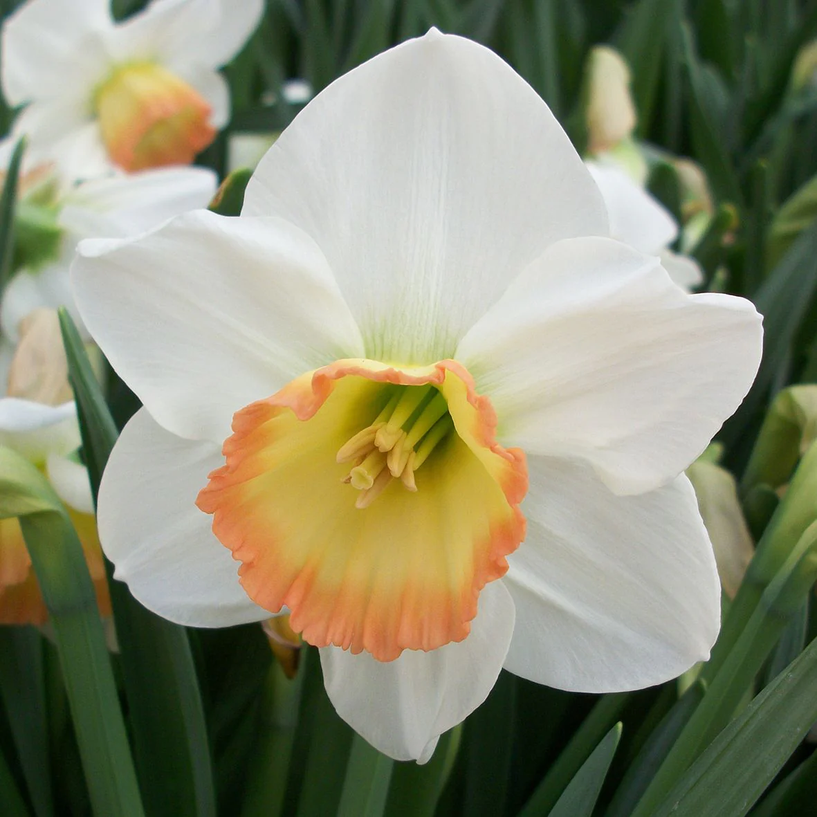 NARCISSUS RAINBOW X 8 - Image 2