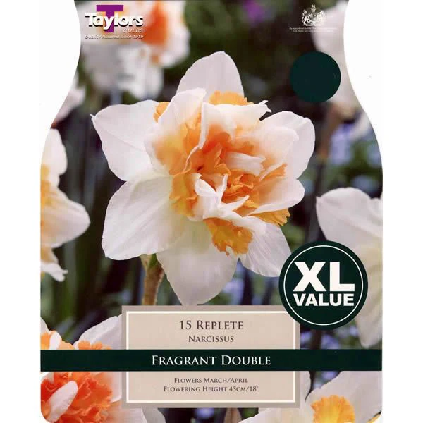 NARCISSUS REPLETE 10
