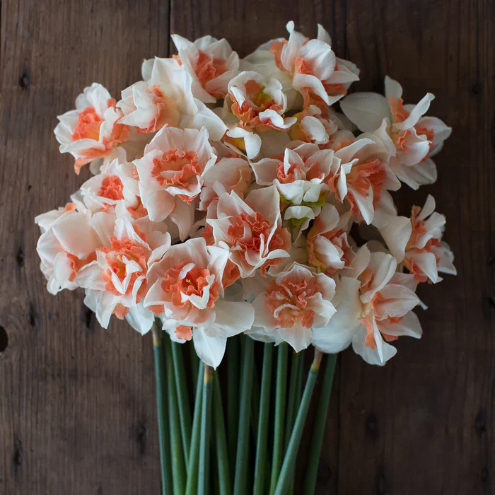NARCISSUS REPLETE 10 - Image 2