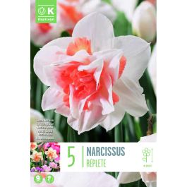 NARCISSUS REPLETE X 5 - Image 2