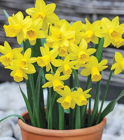 Narcissus Tete a Tete