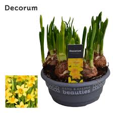 Narcissus Tete a tete bowl