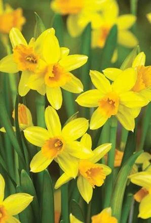 Narcissus Tete a tete purple pot