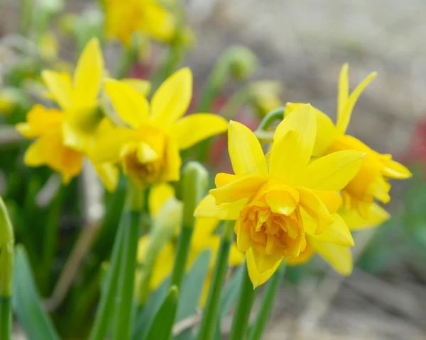 NARCISSUS TETE DE LUXE 12
